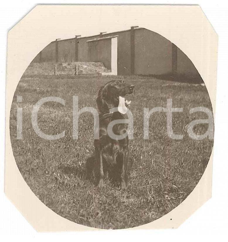 1920 ca BELGIO (?) Bracco tedesco KURZHAAR - Fotografia anonima 6x6 cm  Fotografia d'epoca. FAIR/discreto Lievi smussature agli angoli Formato: 6x6 cm originale e autentica 1