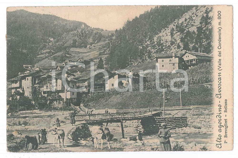 1908 SAN TOMASO AGORDINO Fraz. AVOSCAN Valle del Cordevole - Cartolina ANIMATA Cartolina d'epoca, viaggiata. FAIR/discreto Lievi smussature agli angoli, abrasione al verso Formato: 13x9 cm originale e autentica 1