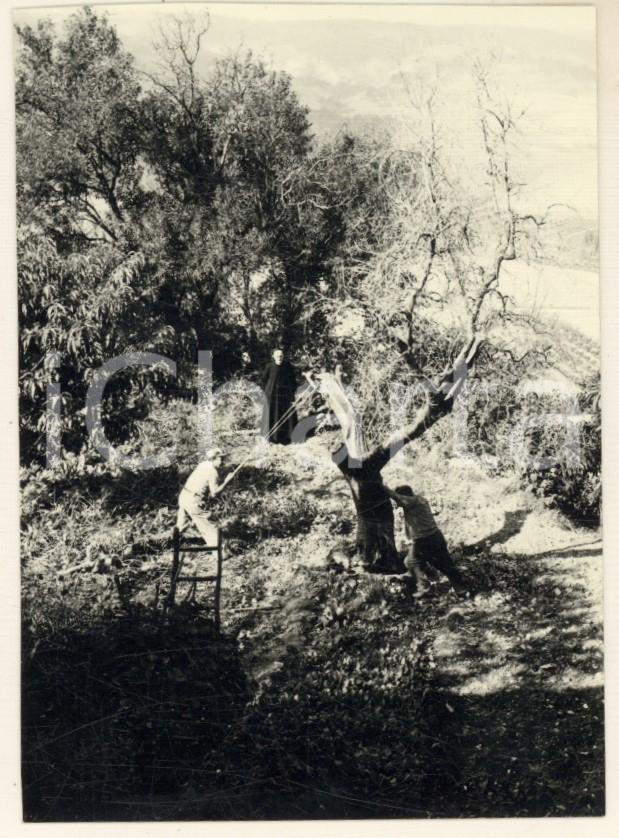Fotografia d epoca originale 1965 ca Area di TARQUINIA Lavoro in un uliveto  Fotografia 8x11 cm 1