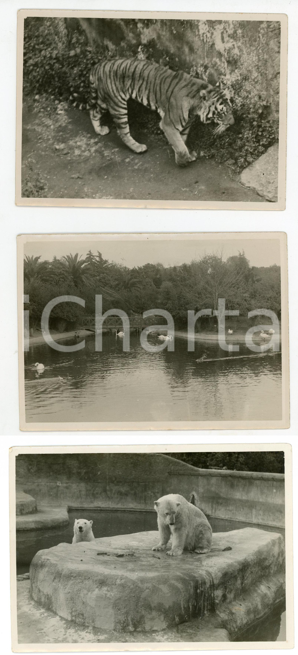 1937 ROMA Giardino zoologico a Villa Borghese - Lotto di 3 foto18x13 cm Lotto di 3 fotografie d'epoca.   FAIR/discreto Lievi smussature agli angoli Formato: 18x13 cm  originale e autentica 1