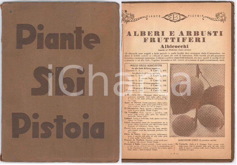 1932 PISTOIA Piante SBI Stab. Botanico Industriale - Raffaello FEDI Catalogo Catalogo illustrato d'epoca.Numero 74PAGINE: 127 VERY POOR/gravemente danneggiato Distacco della legatura dal dorso, piegature e piccoli strappi in copertina, foro all'angolo superiore sinistro Formato: 20x27  cm originale e autentica 1