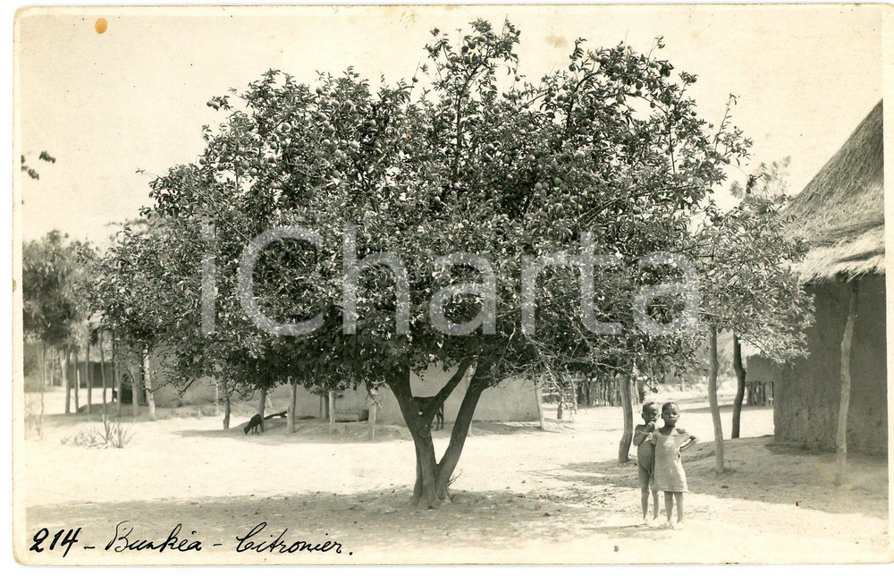 1930 ca CONGO BELGE - Village BUNKEYA Enfants et citronier ^Photo L. GABRIEL 214 Fotografia originale d'epoca, in formato cartolina postale.FOTOGRAFO: L&eacute;opold Gabriel - Panda - Katanga  GOOD/buono minima macchia al lato superiore Formato: 14x9 cm originale e autentica 1