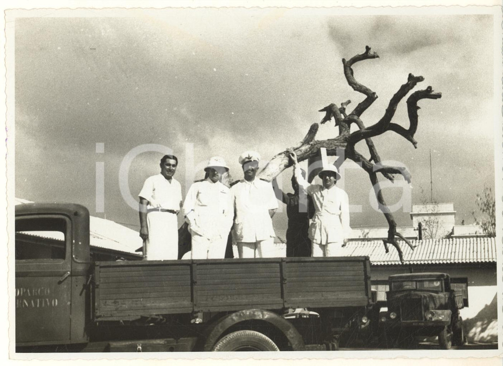1938 AOI MOGADISCIO (SOMALIA) Albero di UAL UAL pronto per Triennale d'Oltremare  Fotografia originale d'epoca, con timbro datario e didascalia dattiloscritta al verso. FAIR/discreto piegatura angolare; difetti di stampa Formato: 18x13 cm originale e autentica 1