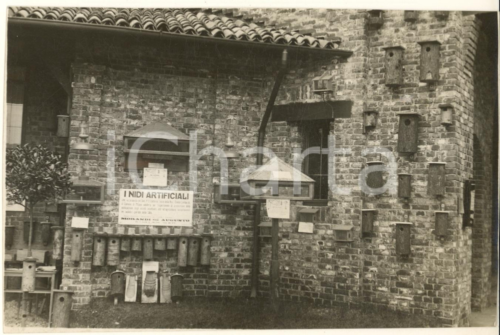 1925 ca MILANO Nidi artificiali - Ditta rag. Augusto MORANDI *Foto 17x12 cm  Fotografia originale d'epoca, con timbro datario e didascalia dattiloscritta al verso.FOTOGRAFO: P. Alessandrini - Milano FAIR/discreto margini rifilati Formato: 17x12 cm originale e autentica 1