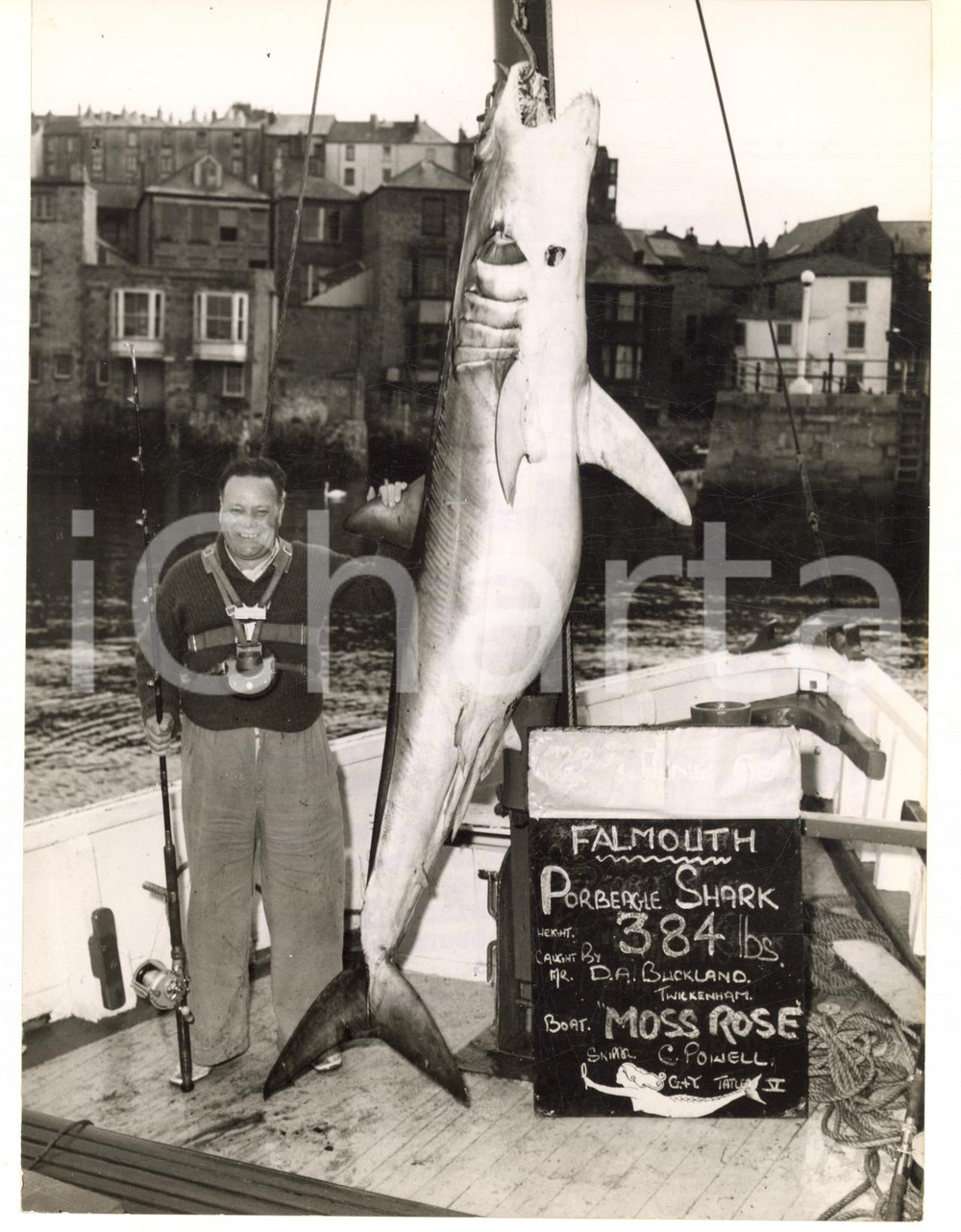 Fotografia d epoca originale 1960 FALMOUTH  CORNWALL Tourist poses with pourbeagle shark he fished Photo 1
