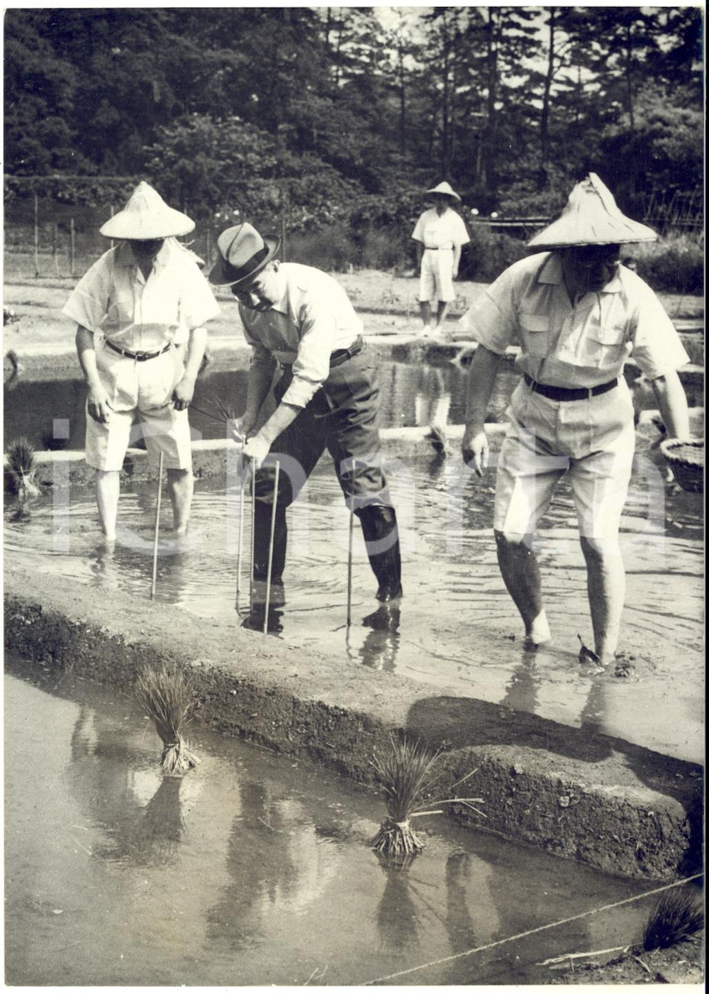 1962 TOKYO Palazzo Imperiale - Trapianto del Riso - Imperatore HIROHITO ^Foto Fotografia d'epoca con didascalia coeva.  GOOD/buono  Formato: 13x18 cm  originale e autentica 1