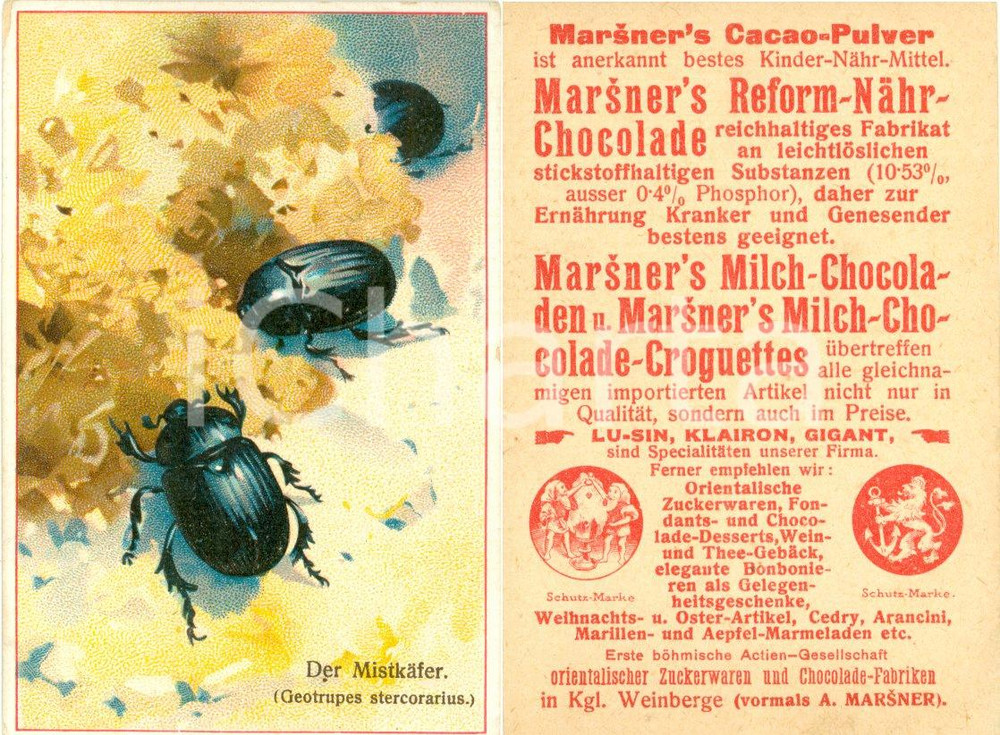 Materiale pubblicitario d’epoca 1940 ca MARSNER S CACAOPULVER Figurina pubblicitaria ILLUSTRATA 1