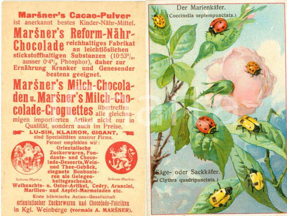 Materiale pubblicitario d’epoca 1940 ca MARSNER S CACAOPULVER Figurina pubblicitaria ILLUSTRATA 1