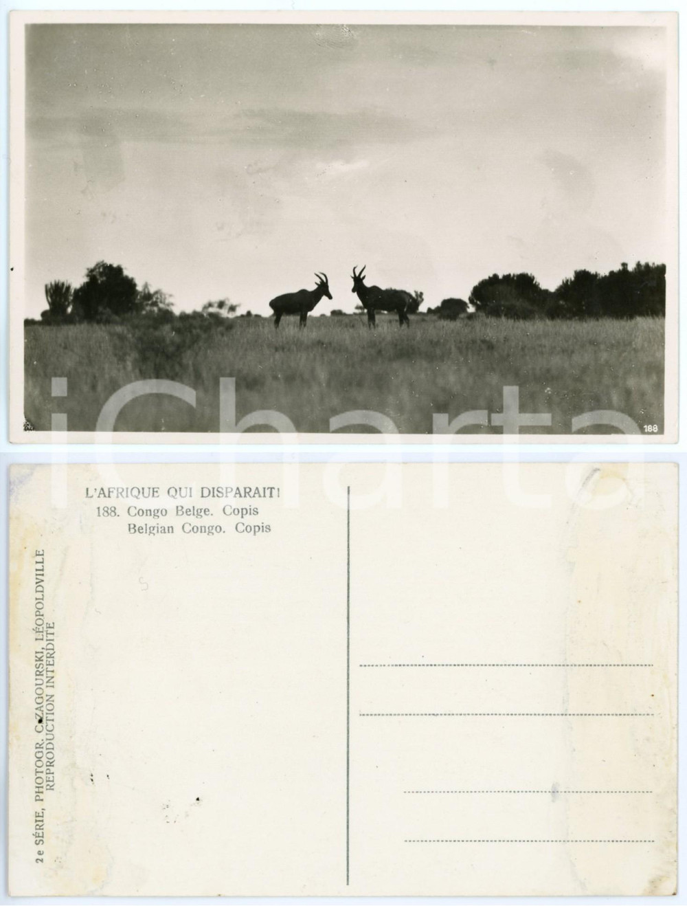 1930 C. ZAGOURSKI «L'Afrique qui disparaît» CONGO BELGE Copis *Postcard n.188  Fotocartolina postale d'epoca, appartenente alla 2^serie «L'Afrique qui disparaît» del fotografo Casimir Zagourski (Léopoldville).N°188, non viaggiata. FAIR/discreto lievi macchie al verso Formato: 14x9 cm originale e autentica 1