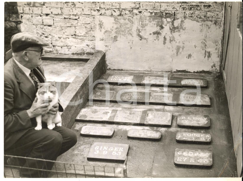 Fotografia d epoca originale 1959 PENARTH Sidney JENNINGS with his cat Percy visiting kitten graveyard Photo 1