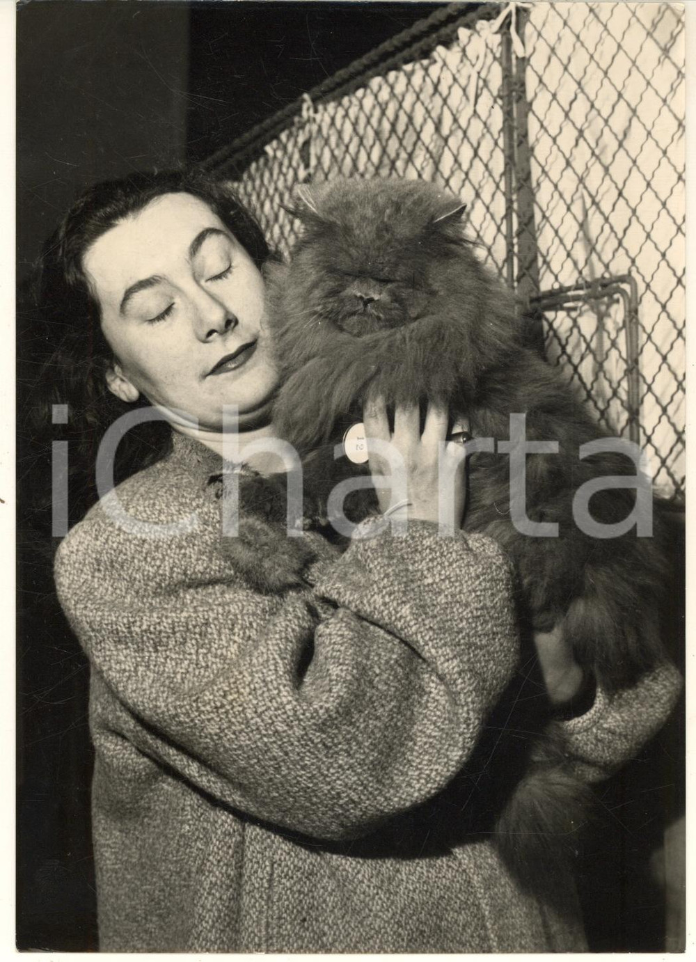 Fotografia d epoca originale 1955 TORINO Mostra Internazionale Felina  WINKIE gatto persiano bleu Foto 1