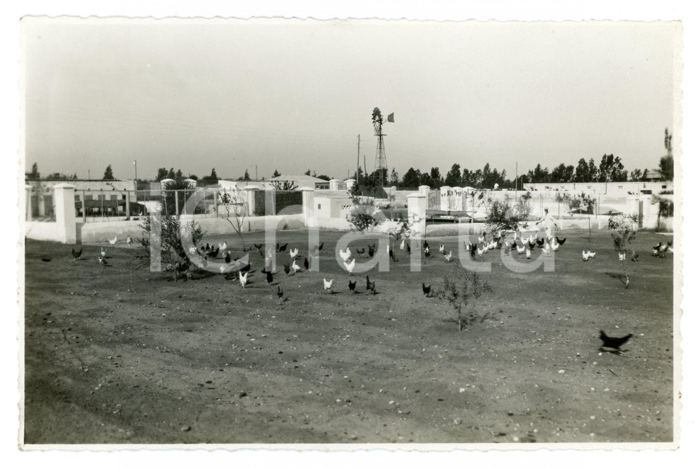 1930 ca TRIPOLITANIA Zona di SIDI MESRI Allevamento di polli - Foto 17x11 cm Fotografia originale d'epoca, con didascalia al verso. GOOD/buono  Formato: 17x11 cm originale e autentica 1