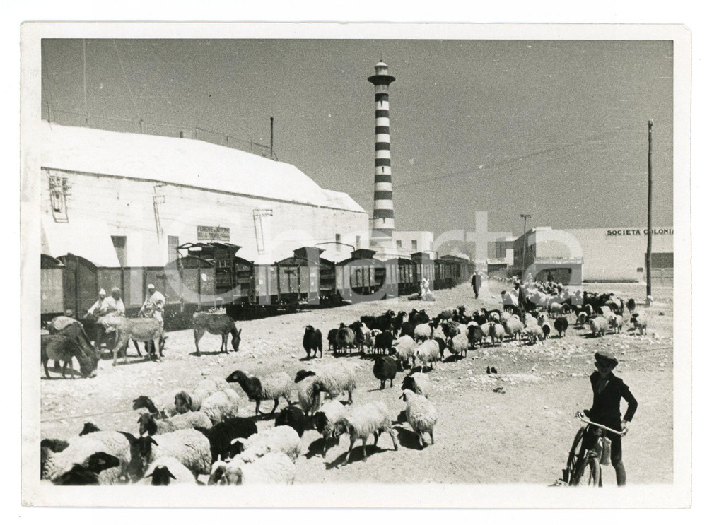 1936 TRIPOLI Bestiame in partenza per la Cirenaica per evitare siccità - Foto Fotografia originale d'epoca, con didascalia al verso. POOR/danneggiato Bassa qualità di stampa, smussature agli angoli Formato: 18x13 cm originale e autentica 1