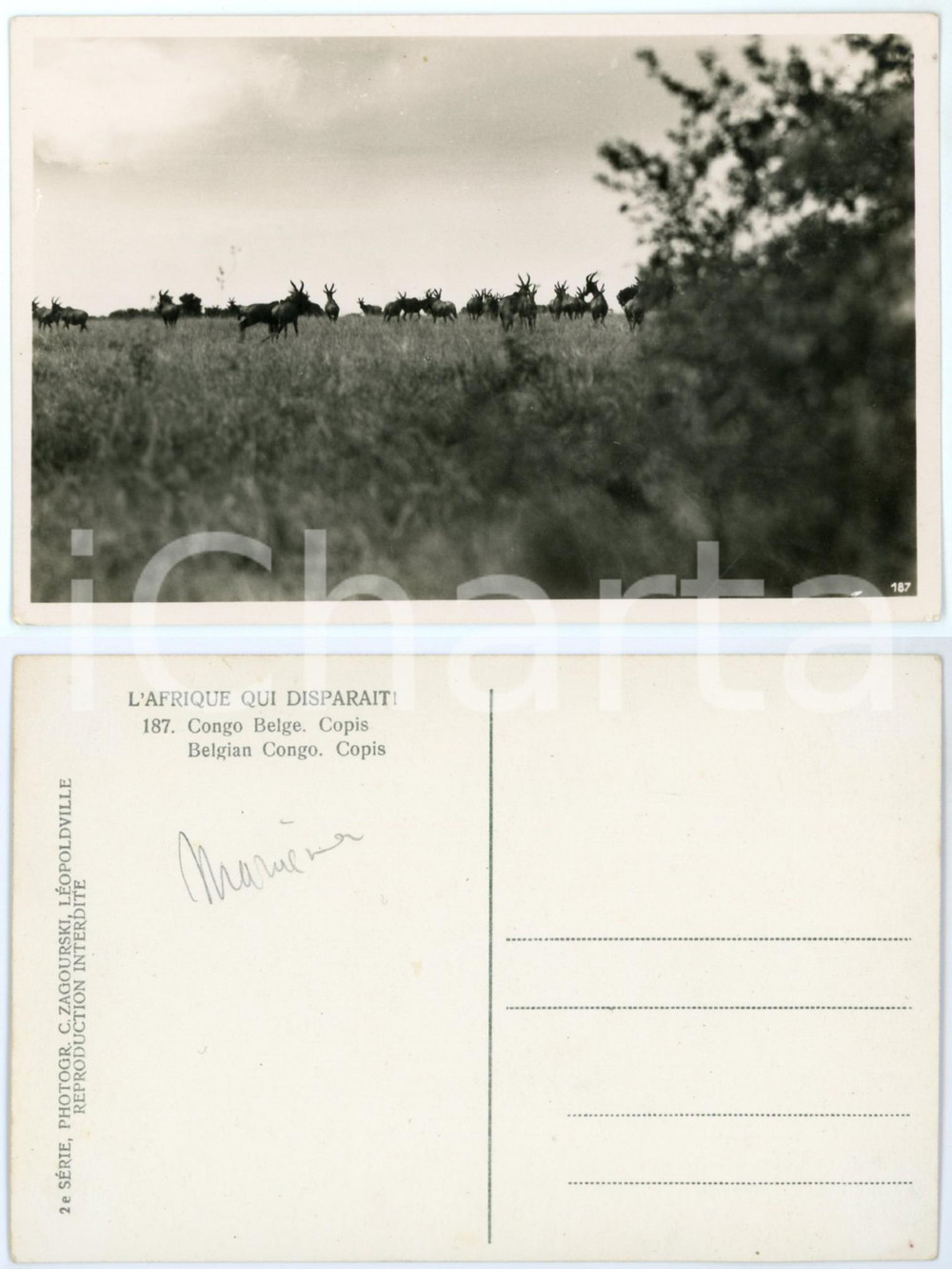 Cartolina originale da collezione 1930 C. ZAGOURSKI «L Afrique qui disparaît» CONGO BELGE  Copis Postcard 187 1