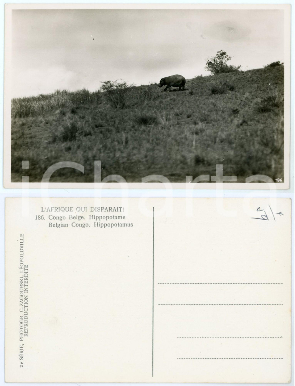 Cartolina originale da collezione 1930 C. ZAGOURSKI «L Afrique qui disparaît» CONGO BELGE Hippopotame n.186 1
