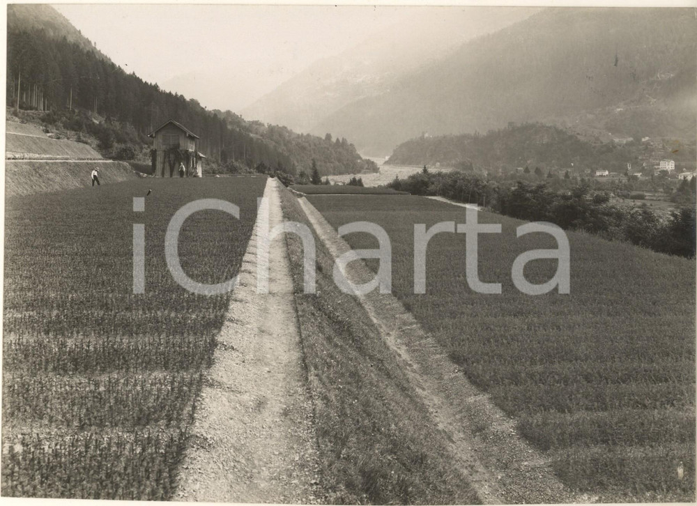 1935 ca CERCIVENTO /UDINE Vivaio forestale MUSEIS *Foto 23x16 cm Fotografia originale d'epoca, con timbro datario e didascalia al verso. POOR/danneggiato piegatura al lato sinistro; lievi macchie; margini lievemente rifilati Formato: 23x16 cm originale e autentica 1