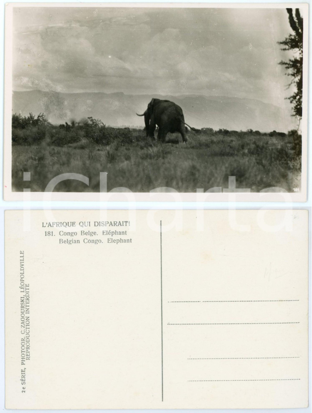 Cartolina originale da collezione 1930 C. ZAGOURSKI «L Afrique qui disparaît» CONGO BELGE  Eléphant n.181 1