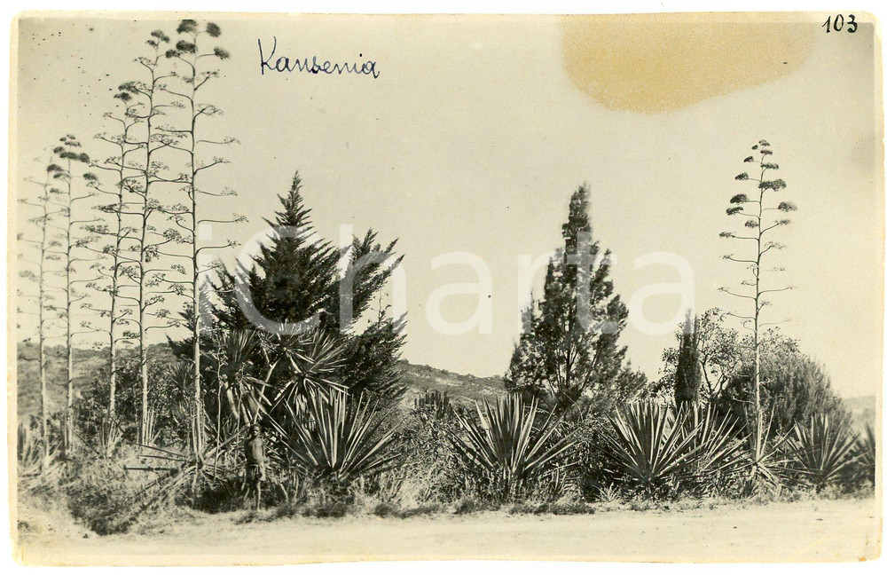 1930 ca CONGO BELGE - KANSENIA Jardin de la Mission - Photo Léopold GABRIEL 103 Fotografia originale d'epoca.FOTOGRAFO: L&eacute;opold Gabriel - Panda - Katanga  POOR/danneggiato alone al lato superiore Formato: 14x9 cm originale e autentica 1