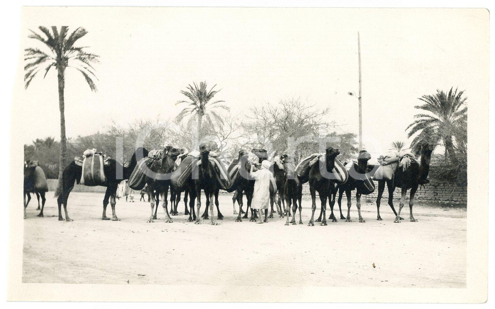1920 ca ALGERIA - Carovana di cammelli - Foto VINTAGE 14x9 (3)  Fotografia d'epoca. GOOD/buono margine sinistro rifilato Formato: 14x9 cm originale e autentica 1