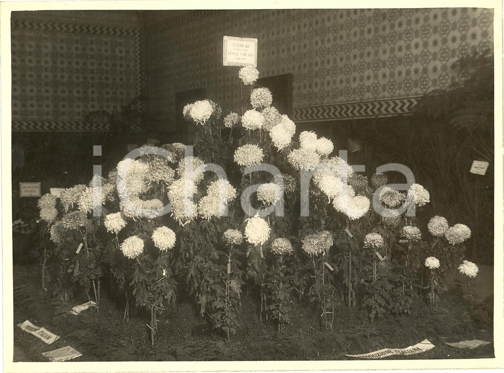 Fotografia d epoca originale 1929 MILANO Mostra del Crisantemo al Castello Sforzesco  Foto 1 1