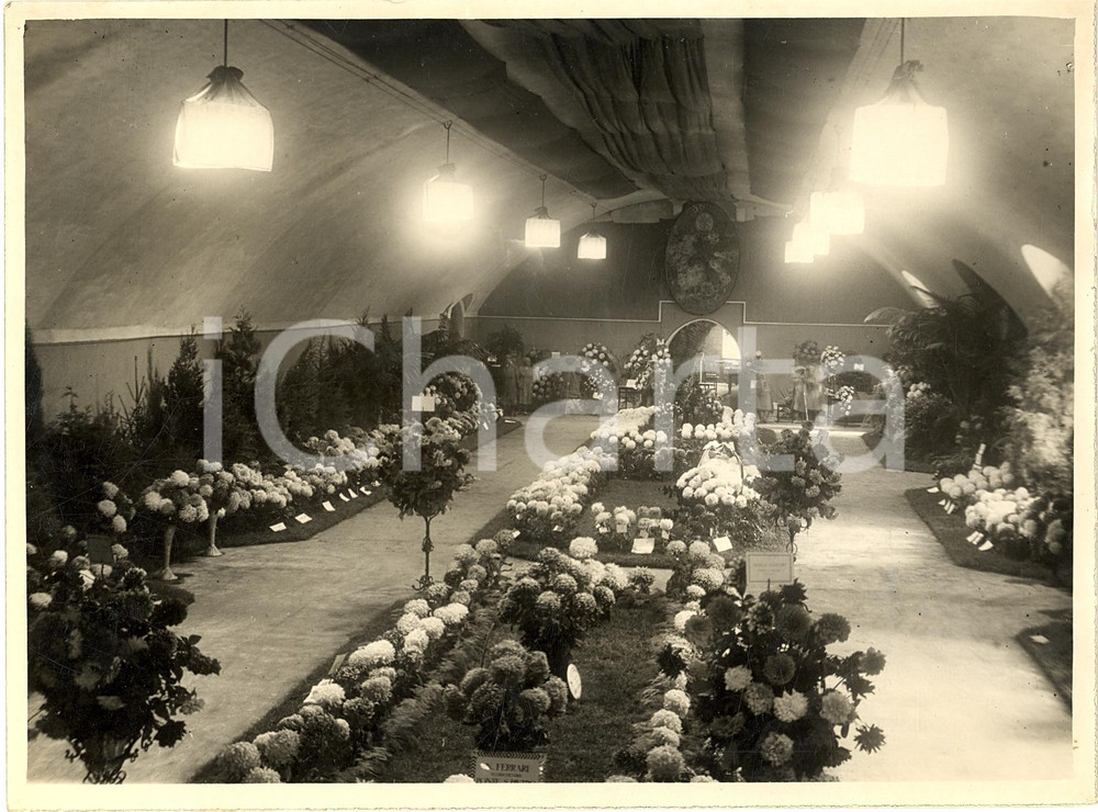 Fotografia d epoca originale 1929 MILANO Mostra del Crisantemo al Castello Sforzesco  Foto 2 1