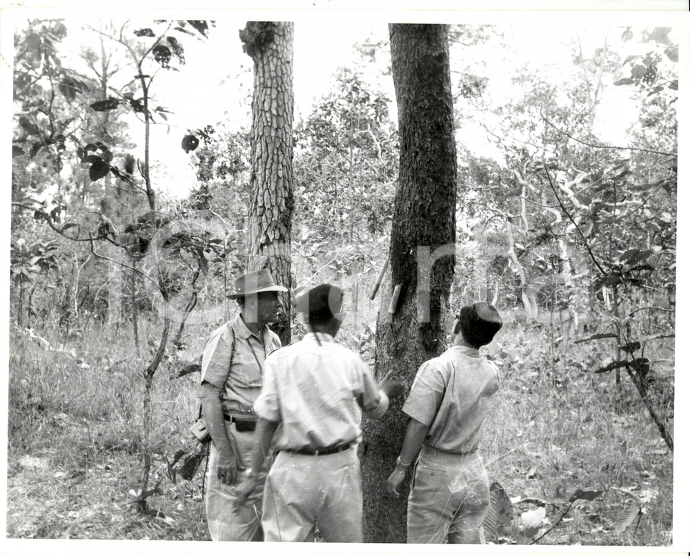 Fotografia d epoca originale 1960 ca CAMBOGIA Complesso scolastico Missione Statunitense Studi Botanica Foto 1
