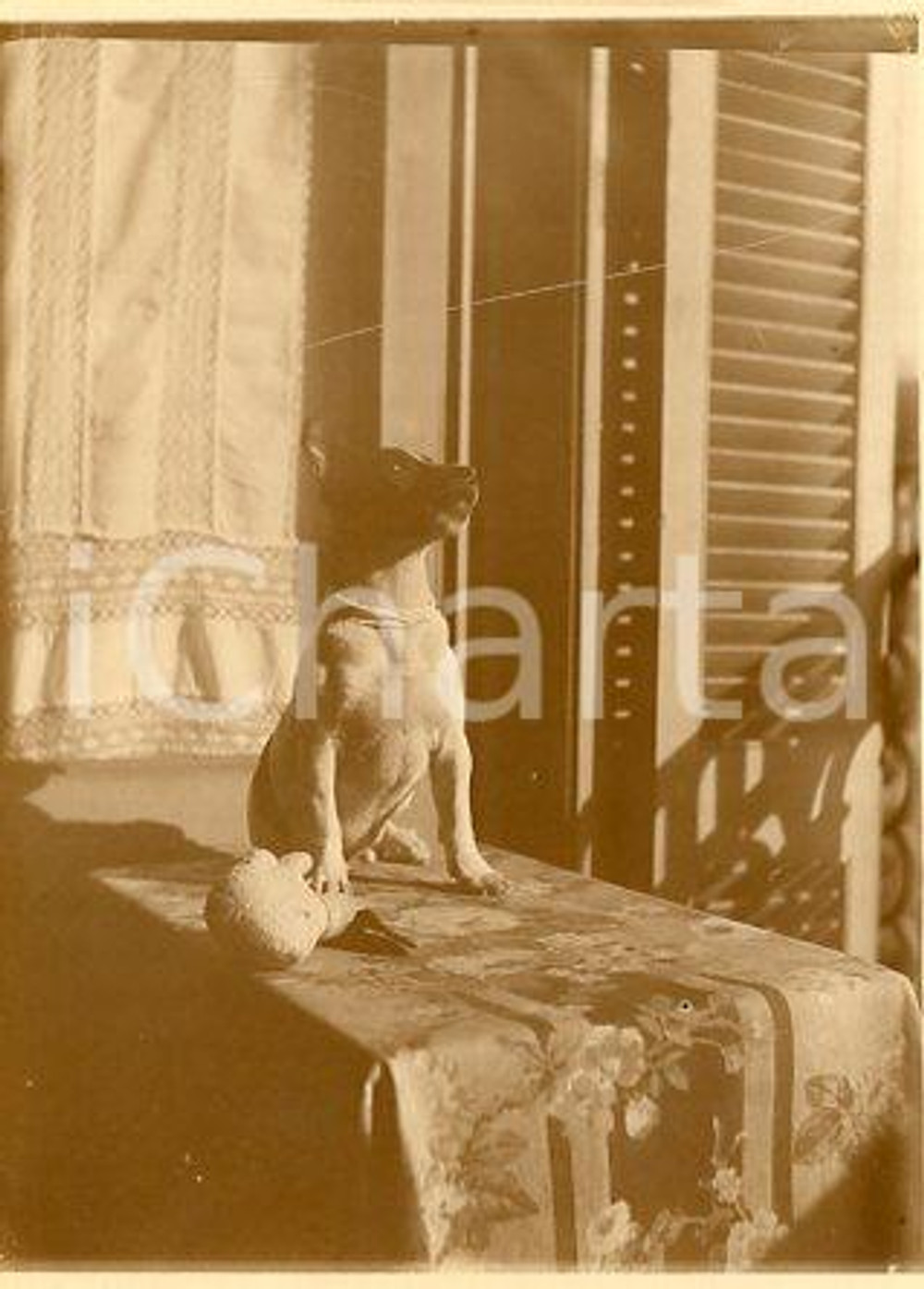 1925 ca BUENOS AIRES Cagnolino al sole - Foto CURIOSA 9x12 cm Fotografia originale d'epoca.La fotografia proviene da un più vasto album che documenta i viaggi di una famiglia attraverso l'Europa, il Nord Africa e il Sud America.Rappresenta un'interessante testimonianza di viaggi verso luoghi esotici e lontani o verso i principali monumenti dell'Europa dell'epoca. FAIR/discreto lieve difetto di stampa Formato: 12x9 cm originale e autentica 1