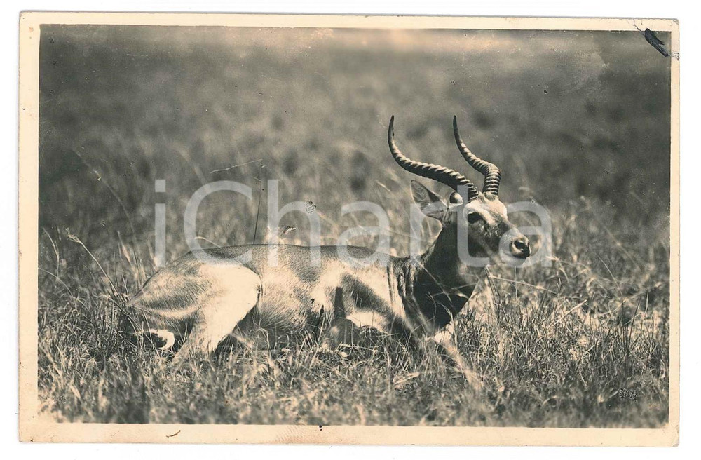 1930 ca C. ZAGOURSKI «L'Afrique qui disparaît» Une antilope - Postcard 169  Fotocartolina postale d'epoca, appartenente alla serie &laquo;L'Afrique qui dispara&icirc;t&raquo; del fotografo Casimir Zagourski (L&eacute;opoldville).N&deg; 169, non viaggiata.CONDIZIONI: F (piegatura all'angolo superiore destro)FORMATO: 14x9 cm    originale e autentica 1