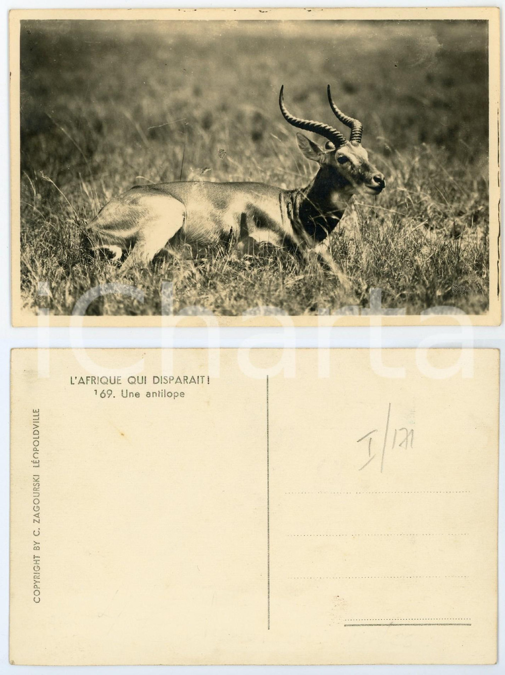 1930 ca C. ZAGOURSKI «L'Afrique qui disparaît» Une antilope *Postcard n.169  Fotocartolina postale d'epoca, appartenente alla serie &laquo;L'Afrique qui dispara&icirc;t&raquo; del fotografo Casimir Zagourski (L&eacute;opoldville).N&deg; 169, non viaggiata.CONDIZIONI: G FORMATO: 14x9 cm    originale e autentica 1