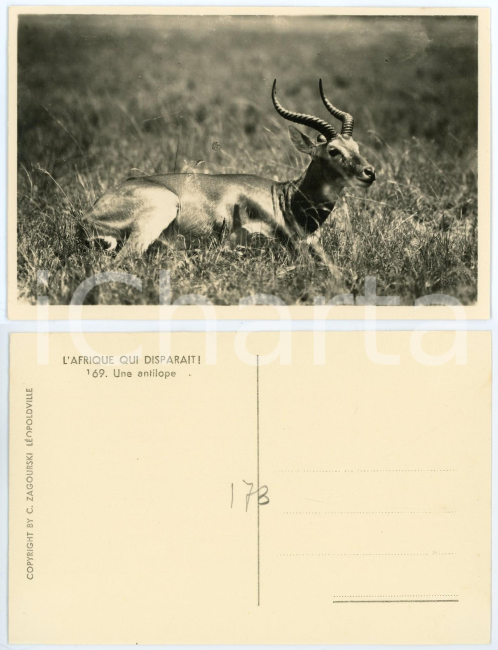 Cartolina originale da collezione 1930 ca C. ZAGOURSKI «L Afrique qui disparaît» Une antilope  Postcard n.169 1