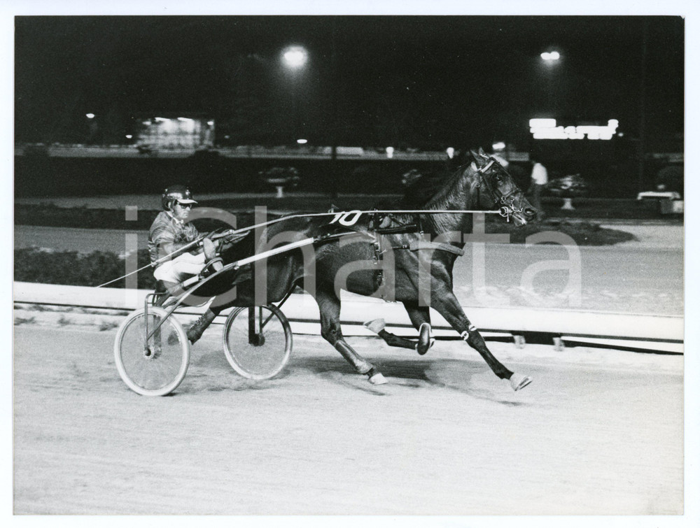 1989 PADOVA - EQUITAZIONE Criterium Veneto - Cavallo NOBODY Foto 24x18 cm Fotografia originale con didascalia al verso. FAIR/discreto Smussature agli angoli Formato: 24x18 cm originale e autentica 1