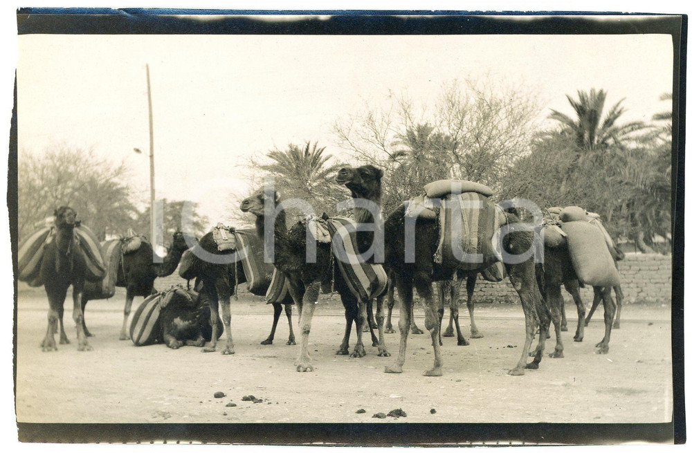 Fotografia d epoca originale 1920 ca ALGERIA Carovana di cammelli   Foto VINTAGE 14x9 cm 2 1