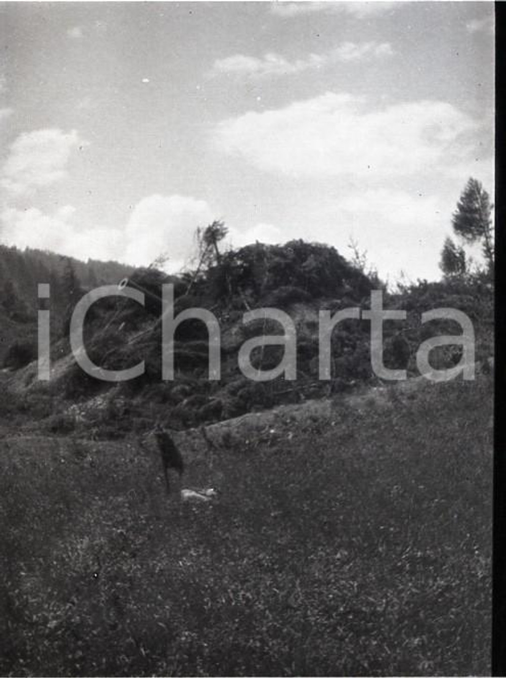 1915ca WW1 ESERCITO ITALIANO Cannone mimetizzato NEGATIVO FOTOGRAFICO   Negativo originale in bianco e nero (su pellicola), in formato cm 6 x 4 CONDIZIONI: FAIR (rozzamente rifilato) ICharta mette in vendita, sul negozio eBay e in esclusiva sul sito "icharta" il proprio archivio composto da numerose diapositive e negativi fotografici d'epoca, tutti originali e autentici, che attraversano la storia del costume italiano tra gli la fine degli anni Sessanta e Novanta.Si tratta di uno sguardo inedito sull'attualit&agrave;, la politica, la vita quotidiana, il gossip e la cultura, che fotografa il cambiamento della nazione in quest'ultimo scorcio del XX secolo. Un'occasione unica per il mercato del collezionismo, che vede finalmente disponibile un archivio eccezionale per vastit&agrave;, tematiche e condizioni, in un settore (il negativo fotografico e la diapositiva) di assoluta novit&agrave; e dalle interessanti prospettive di investimento. FAIR/discreto   originale e autentica 1