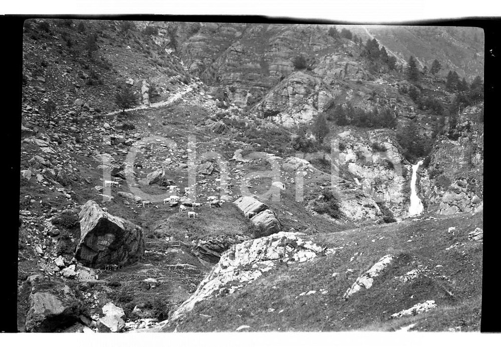 Fotografia d epoca originale 1921 PIZZO TRE SIGNORI BG Mucche al pascolo in quota NEGATIVO ORIGINALE 1