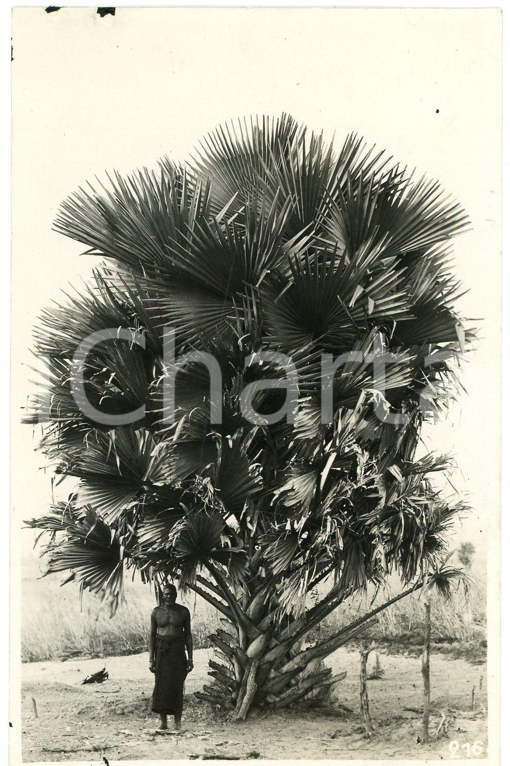 1930 CONGO BELGE - Indigène avec palmier ^Photo Léopold GABRIEL 216 Fotografia originale d'epoca, con didascalia manoscritta al verso.FOTOGRAFO: L&eacute;opold Gabriel - Elisabethville  GOOD/buono minime macchie marginali Formato: 9x14 cm originale e autentica 1