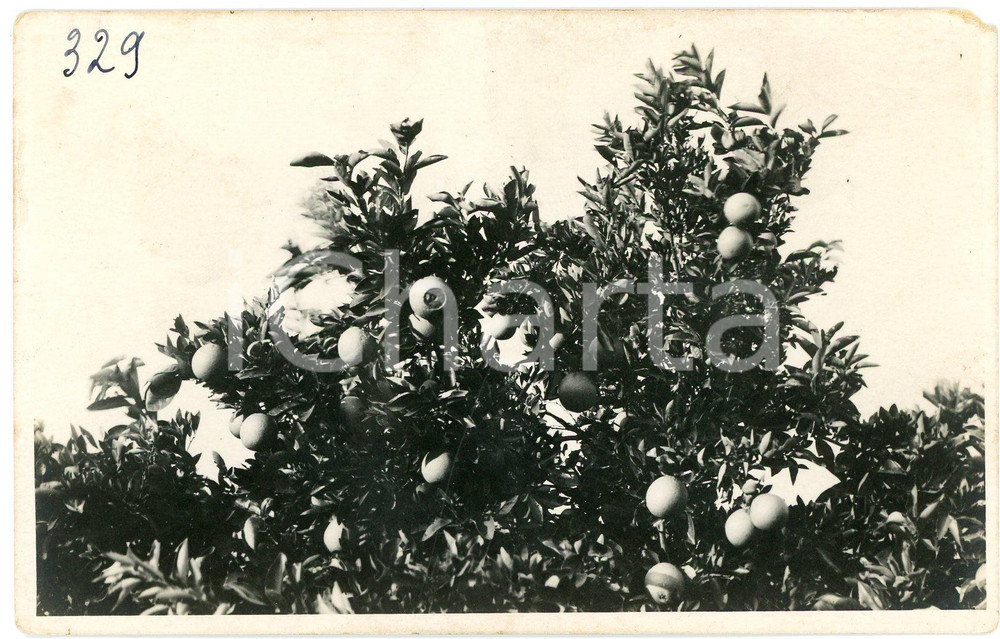 1930 ca CONGO BELGE KATANGA - Orangers *Photo Léopold GABRIEL 329 Fotografia originale d'epoca, in formato cartolina postale.FOTOGRAFO: L&eacute;opold Gabriel - Panda - Katanga  FAIR/discreto piccola mancanza angolare Formato: 14x9 cm originale e autentica 1