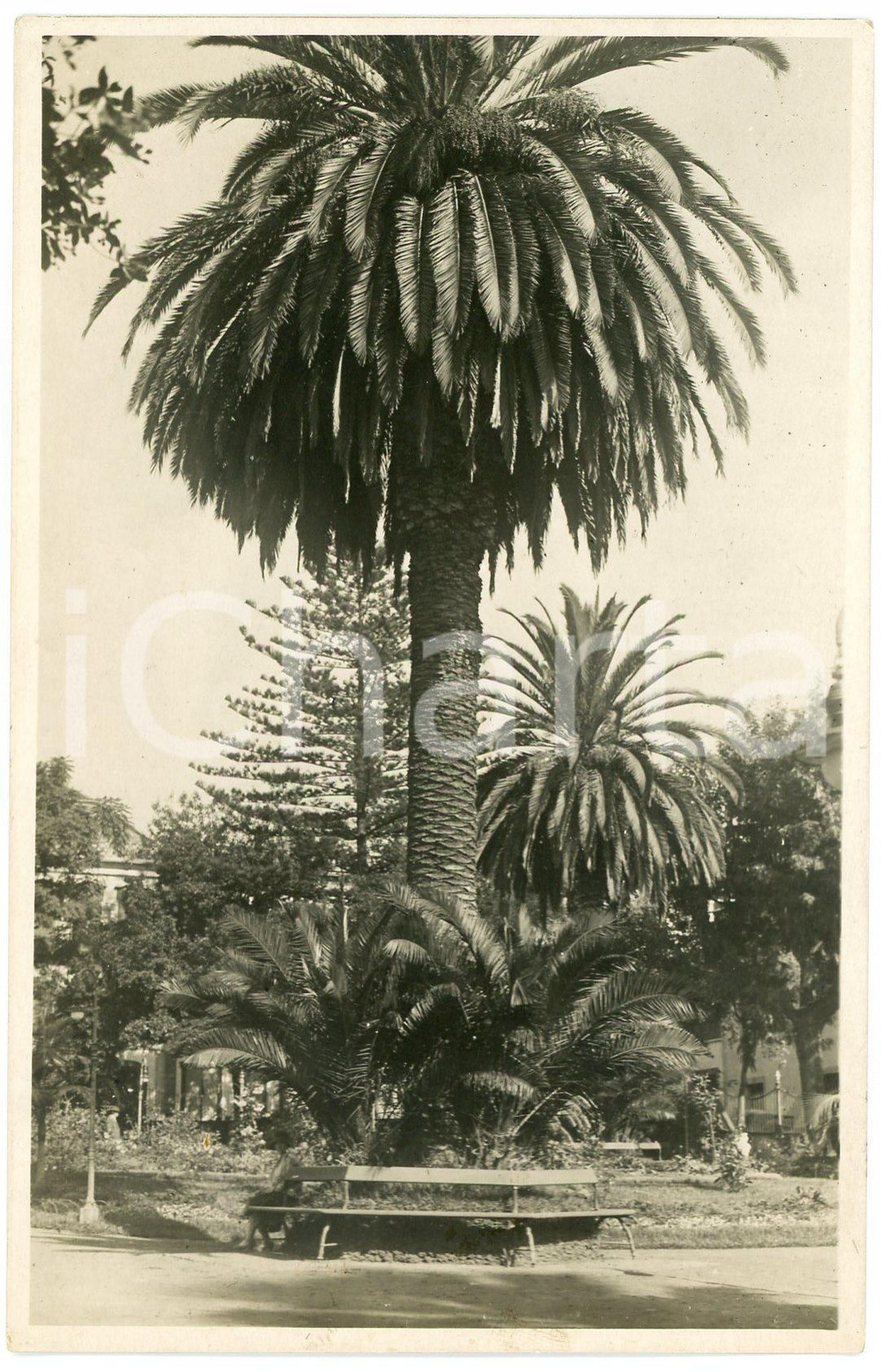 1930 CONGO BELGE - ELISABETHVILLE (?) Jardins *Photo Léopold GABRIEL n°612 Fotografia originale d'epoca, in formato cartolina postale.FOTOGRAFO: L&eacute;opold Gabriel  GOOD/buono  Formato: 9x14 cm originale e autentica 1