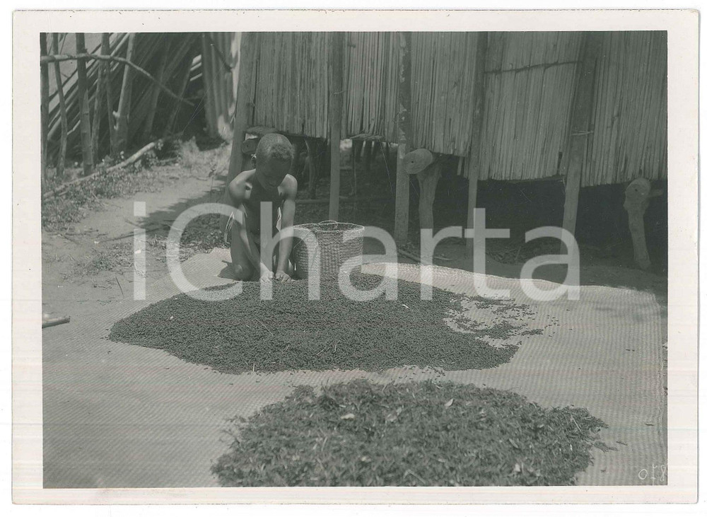 Fotografia d epoca originale 1935 ca MADAGASCAR  Raccolta del pepe  Bambino in un villaggio Foto 1 1