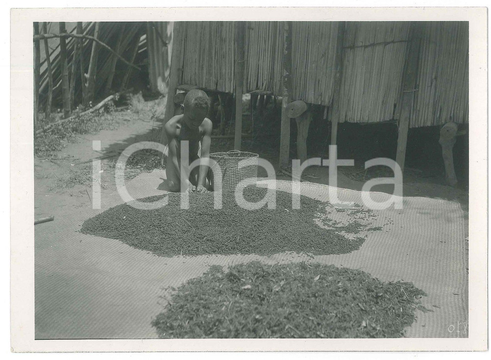 Fotografia d epoca originale 1935 ca MADAGASCAR  Raccolta del pepe  Bambino in un villaggio Foto 2 1