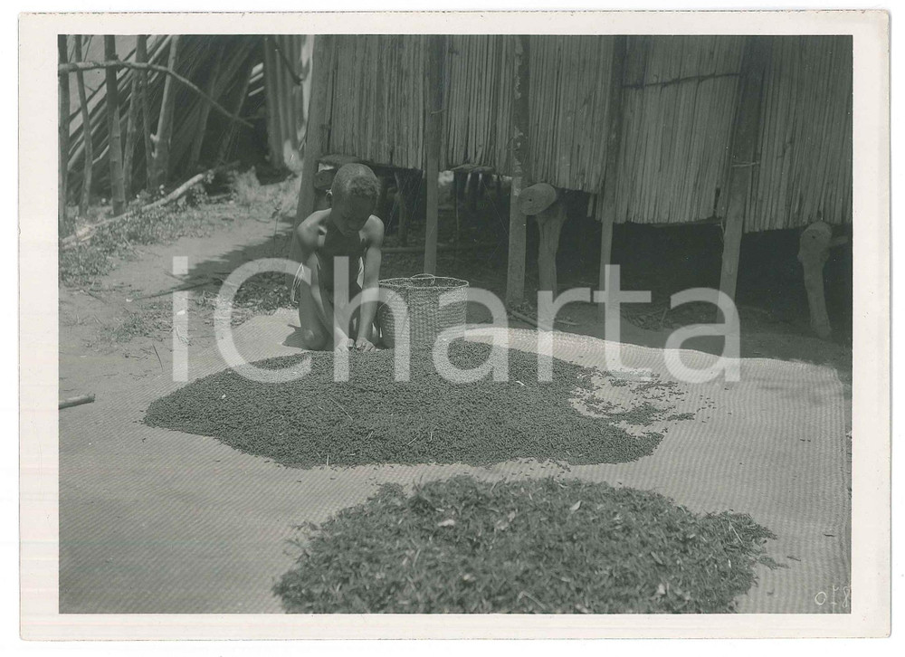 Fotografia d epoca originale 1935 ca MADAGASCAR  Raccolta del pepe  Bambino in un villaggio Foto 3 1