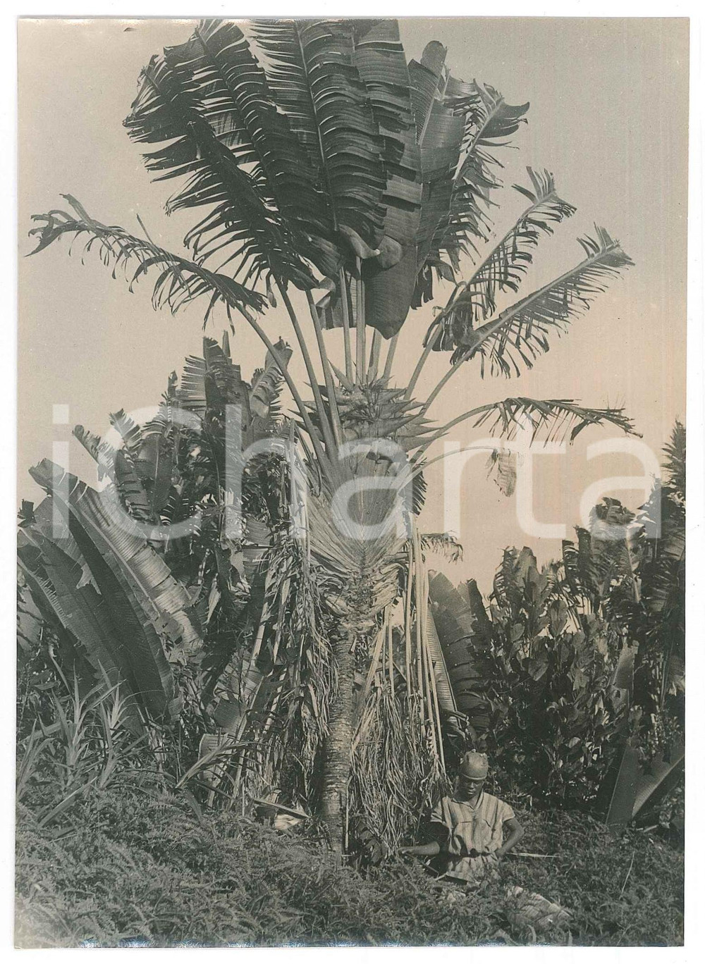 Fotografia d epoca originale 1935 ca MADAGASCAR  AGRICOLTURA  Lavoro in una piantagione Foto 2 1