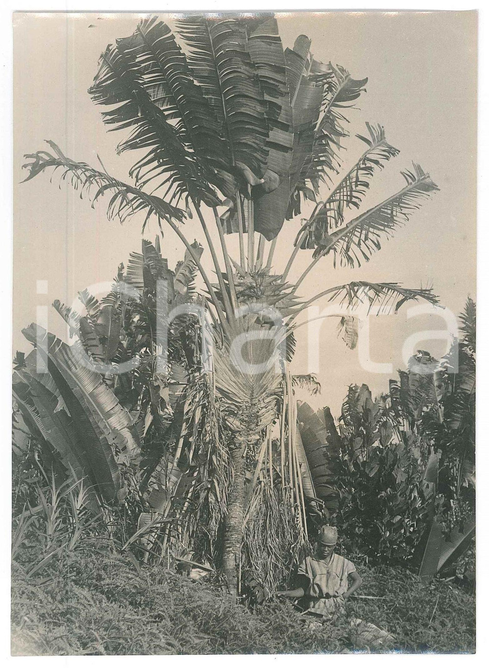 Fotografia d epoca originale 1935 ca MADAGASCAR  AGRICOLTURA  Lavoro in una piantagione Foto 3 1