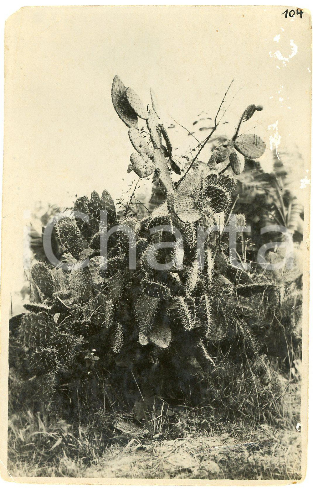 1930 ca CONGO BELGE - FLORA - Cactus ^Photo L. GABRIEL 104 Fotografia originale d'epoca.FOTOGRAFO: L&eacute;opold Gabriel - Panda - Katanga  POOR/danneggiato piegature; abrasioni al lato destro; piccola mancanza angolare Formato: 9x14 cm originale e autentica 1