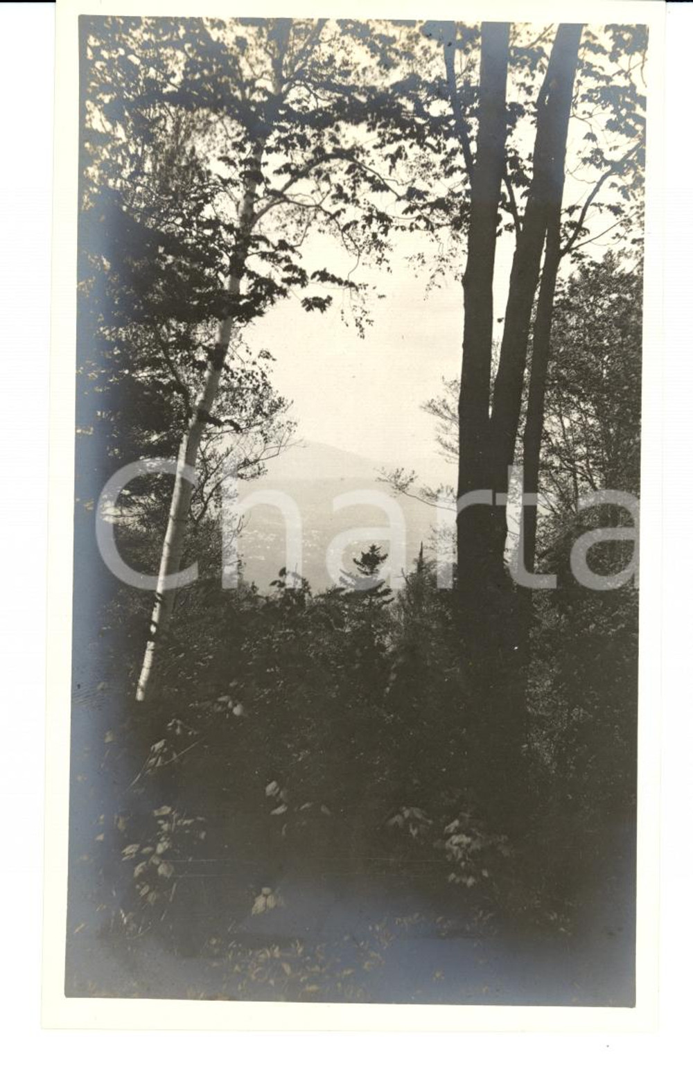 Fotografia d'epoca originale 1913 WILLIAMSTOWN (USA) View from MOUNT GREYLOCK *Photo (1) 1