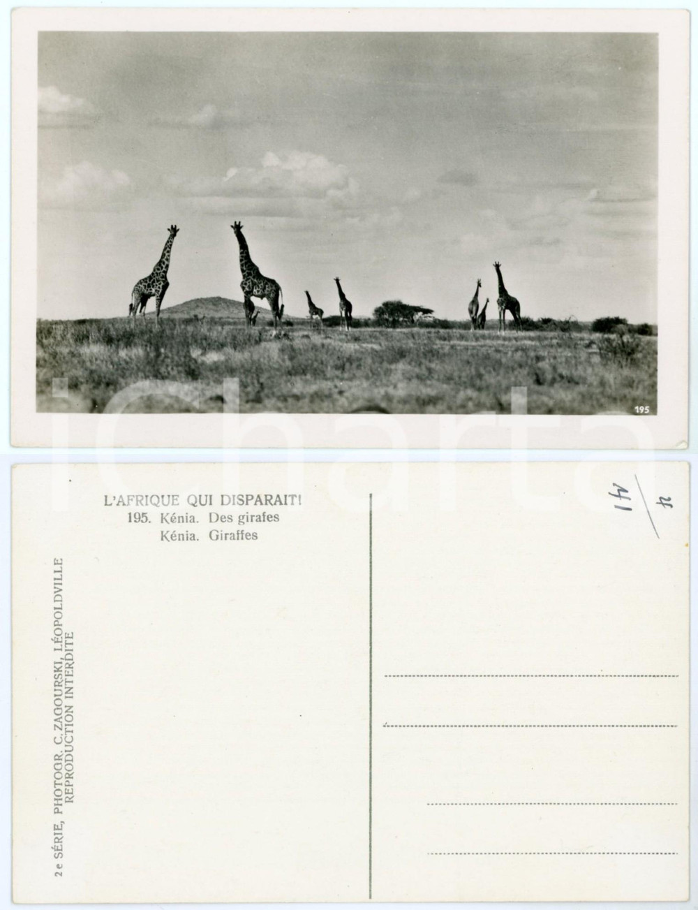 Cartolina originale da collezione 1930 C. ZAGOURSKI «L Afrique qui disparaît» KENIA  Des girafes Postcard n°195 1