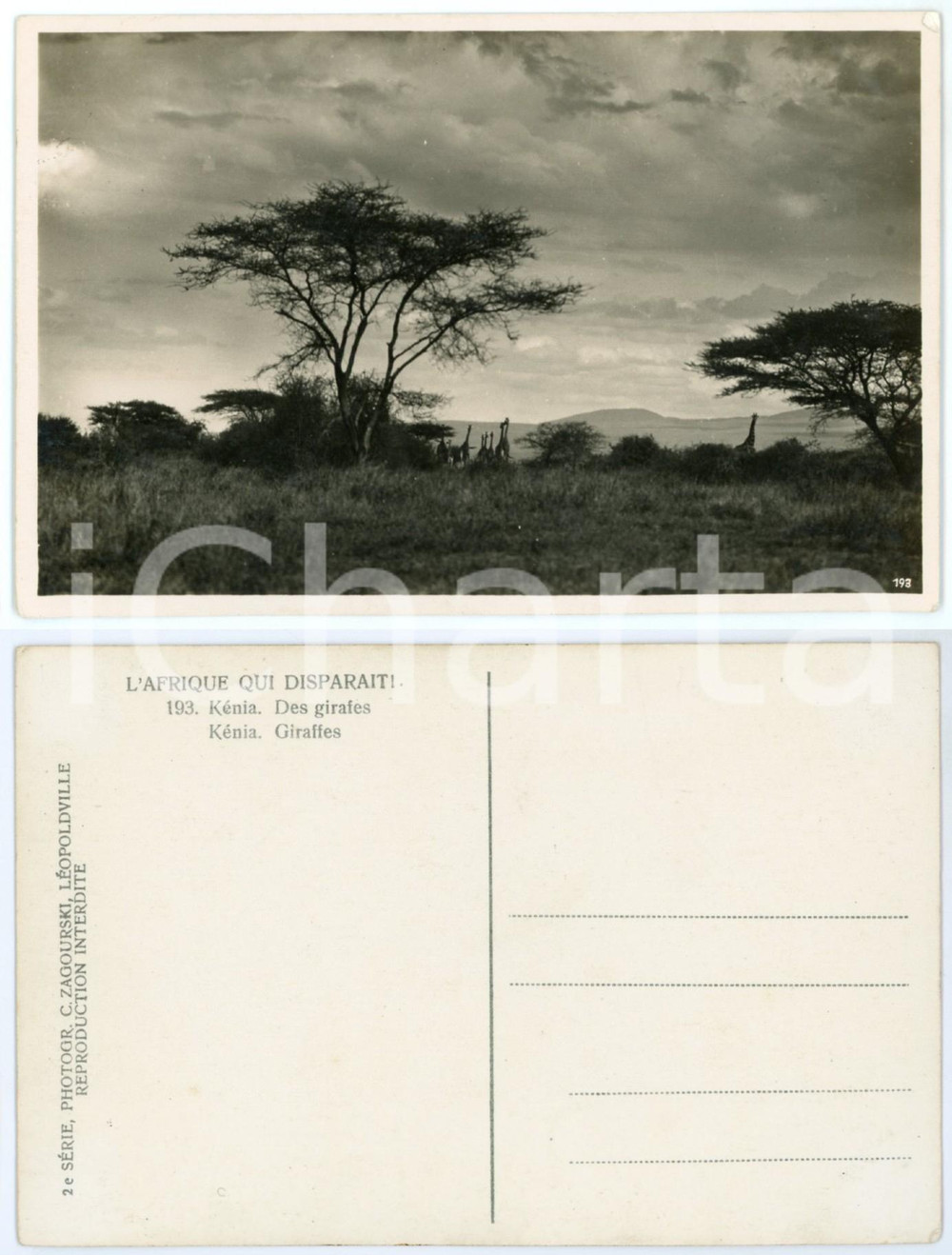 Cartolina originale da collezione 1930 C. ZAGOURSKI «L Afrique qui disparaît» KENIA  Des girafes Postcard n.193 1