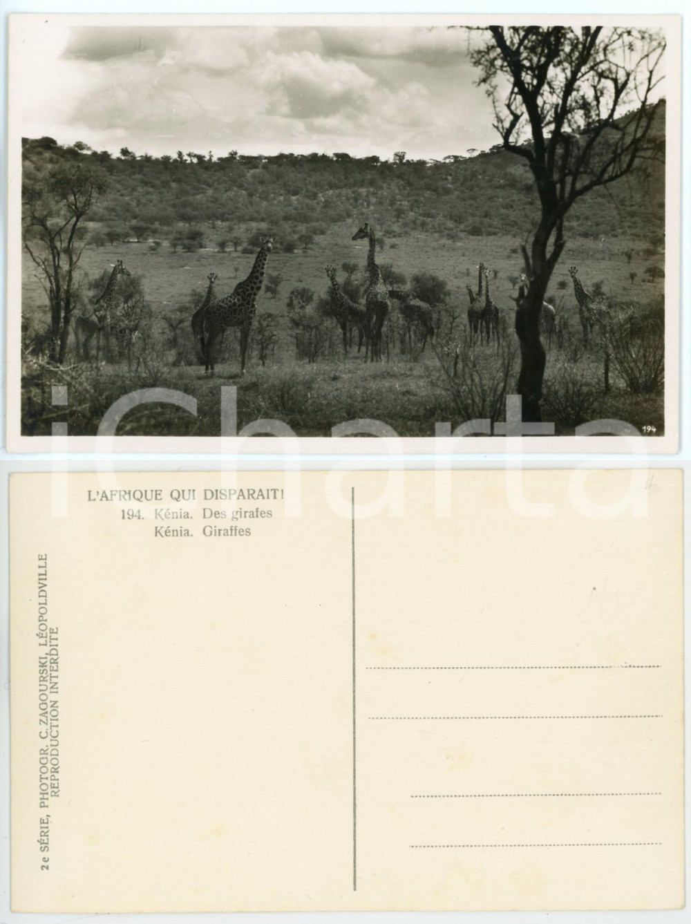 Cartolina originale da collezione 1930 C. ZAGOURSKI «L Afrique qui ddisparaît» KENIA  Des girafes Postcard n.194 1