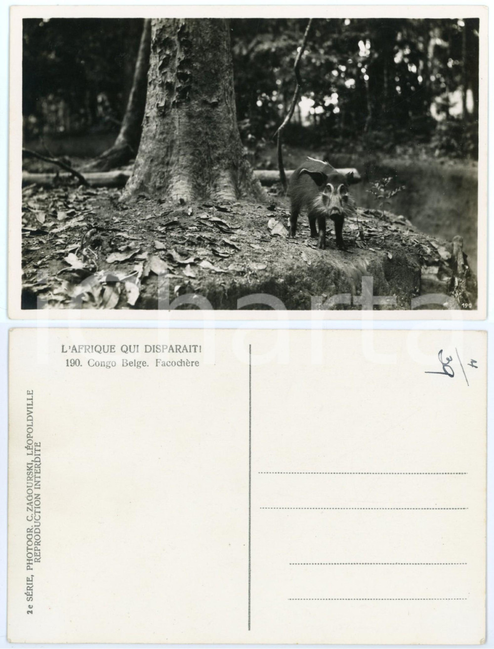 1930 ZAGOURSKI «L'Afrique qui disparaît» CONGO BELGE Facochère *Postcard 190 (1)  Fotocartolina postale d'epoca, appartenente alla 2^serie &laquo;L'Afrique qui dispara&icirc;t&raquo; del fotografo Casimir Zagourski (L&eacute;opoldville).N&deg;190, non viaggiata.CONDIZIONI: GFORMATO: 14x9 cm     originale e autentica 1