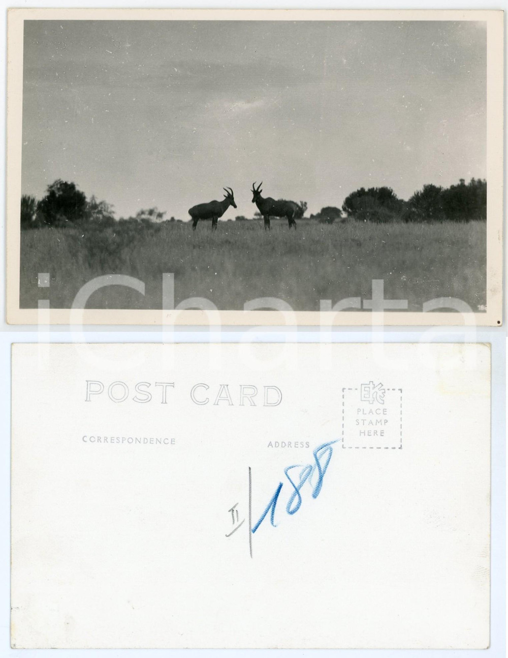 1930 C. ZAGOURSKI «L'Afrique qui disparaît» CONGO BELGE - Copis *Postcard n°188  Fotocartolina postale d'epoca, appartenente alla 2^serie &laquo;L'Afrique qui dispara&icirc;t&raquo; del fotografo Casimir Zagourski (L&eacute;opoldville).N&deg;188, non viaggiata.(lievi macchie al verso)FORMATO: 14x9 cm     originale e autentica 1