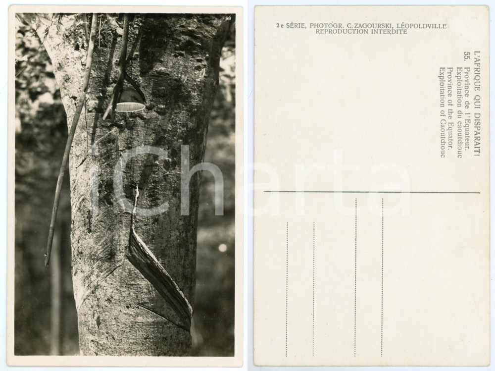 Cartolina originale da collezione 1930 ca C. ZAGOURSKI «L Afrique qui disparaît»  Exploitation du caoutchouc n.55 1